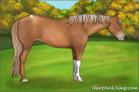 Horse Color:Gray Gold Champagne Tobiano 