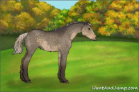 Horse Color:Silver Smoky Grullo 