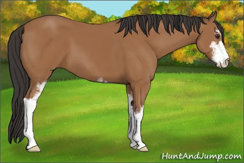 Horse Color:Bay Sabino 