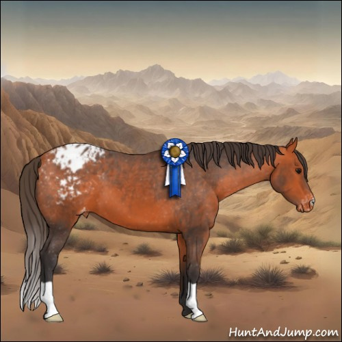 Horse Color:Bay Appaloosa 