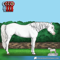 Horse Color:Silver Buckskin Dun Appaloosa 