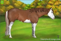 Horse Color:Chestnut Splash 