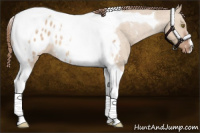 Horse Color:Red Dun Tobiano Appaloosa 