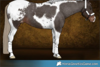 Horse Color:Liver Chestnut Tobiano Appaloosa 