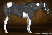 Horse Color:Black Tobiano Appaloosa 
