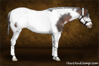 Horse Color:White Spotted Brown Tobiano Frame Appaloosa