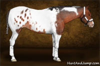 Horse Color:Brown Roan Tobiano Appaloosa