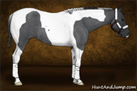 Horse Color:Blue Roan Tobiano 