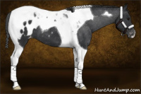 Horse Color:Black Tobiano Appaloosa 