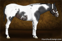 Horse Color:Brown Tobiano Appaloosa 