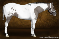 Horse Color:Grullo Tobiano Appaloosa 
