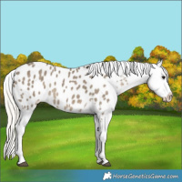 Horse Color:Silver Smoky Grullo Appaloosa 