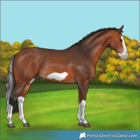 Horse Color:Bay Splash Frame Rabicano 