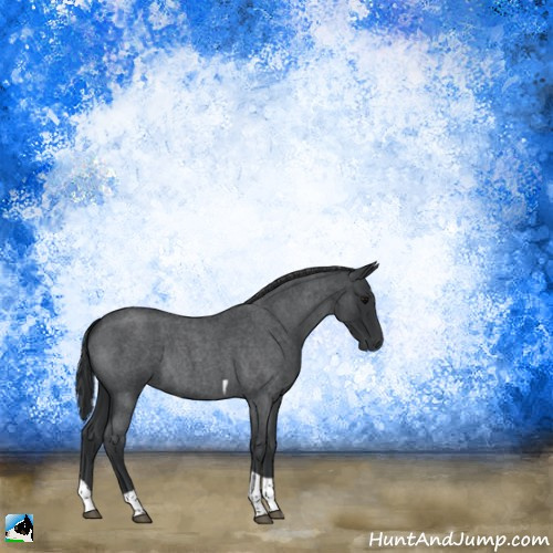 Horse Color:Blue Roan Tobiano Rabicano 