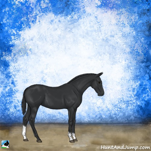 Horse Color:Black Tobiano Rabicano 