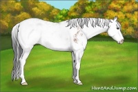 Horse Color:Bay Sabino 