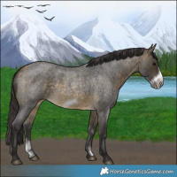 Horse Color:Buckskin Roan Sabino Frame 