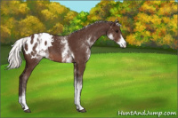 Horse Color:White Spotted Silver Brown Tobiano Appaloosa