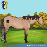 Horse Color:Bay Dun 