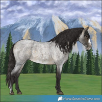 Horse Color:Buckskin Roan Sabino Frame 