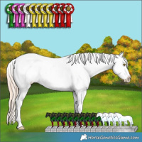 Horse Color:Gold Champagne Ice Sabino Splash Tobiano Varnish Rabicano 