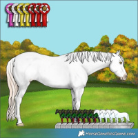 Horse Color:Gold Champagne Ice Sabino Splash Tobiano Appaloosa Rabicano 