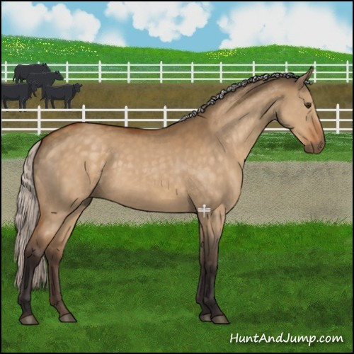 Horse Color:Silver Buckskin Dun 