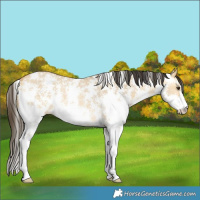 Horse Color:Buckskin Dun Sabino Rabicano 