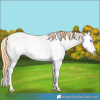 Horse Color:Amber Cream Champagne Pearl Sabino Splash 