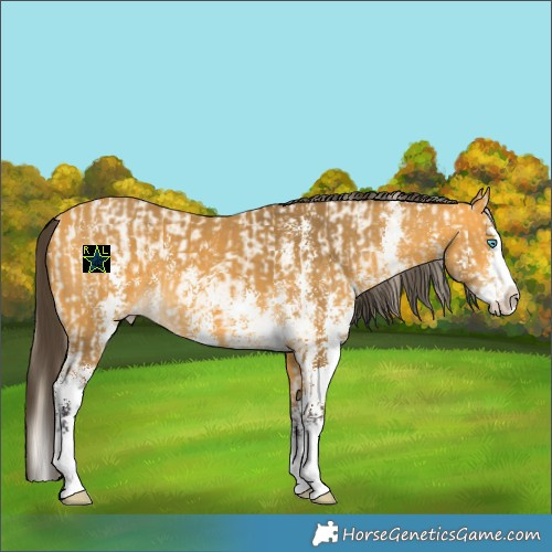 Horse Color:Perlino Dun Splash Rabicano  and Buckskin Sabino Splash Rabicano 