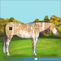 Horse Color:Perlino Dun Splash Rabicano and Buckskin Sabino Splash Rabicano