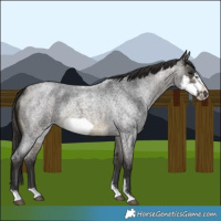 Horse Color:Buckskin Roan Sabino Frame 