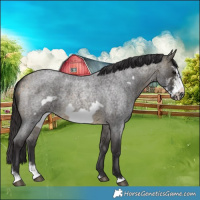 Horse Color:Buckskin Roan Sabino Frame