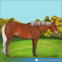 Horse Color:Silver Bay 