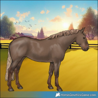 Horse Color:Liver Red Dun Rabicano 