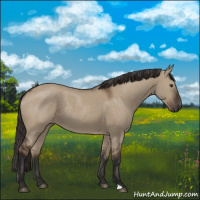 Horse Color:Liver Red Dun Rabicano