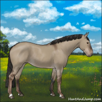 Horse Color:Liver Red Dun Rabicano 