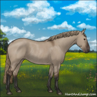 Horse Color:Liver Red Dun Rabicano 