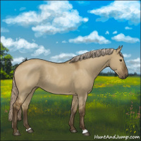 Horse Color:Chocolate Palomino Dun Rabicano 