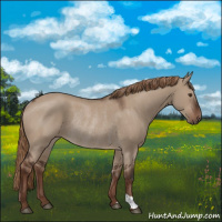 Horse Color:Liver Red Dun Rabicano