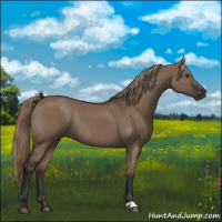 Horse Color:Liver Red Dun Rabicano 