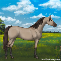 Horse Color:Liver Red Dun Rabicano 