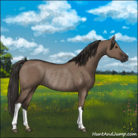 Horse Color:Liver Red Dun Rabicano 