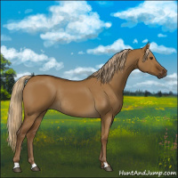 Horse Color:Chocolate Palomino Dun Rabicano