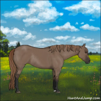 Horse Color:Liver Red Dun Rabicano 