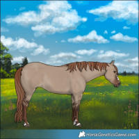 Horse Color:Liver Red Dun Rabicano