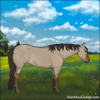 Horse Color:Liver Red Dun Rabicano 