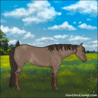 Horse Color:Liver Red Dun Rabicano