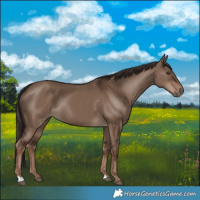 Horse Color:Liver Red Dun Rabicano 