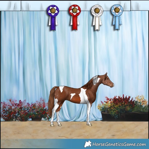Horse Color:Chestnut Tobiano 